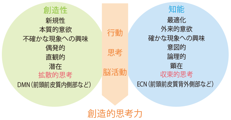 創造性 新規性 本質的意欲 不確かな現象への興味 偶発的 直観的 潜在 拡散的思考 DMN(前頭前皮質内側部など) 知能 最適化 外来的意欲 確かな現象への興味 意図的 論理的 顕在 収束的思考 ECN(前頭前皮質背外側部など) 行動 思考 脳活動 創造的思考力