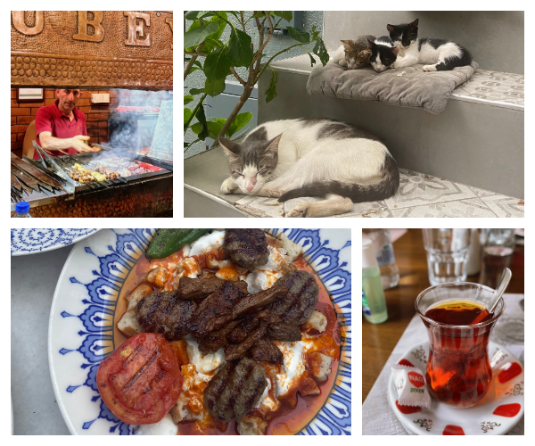 トルコの街中の風景 レストランや階段で寝る猫の家族