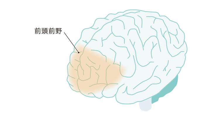 脳のなかで疲れやすい前頭前野